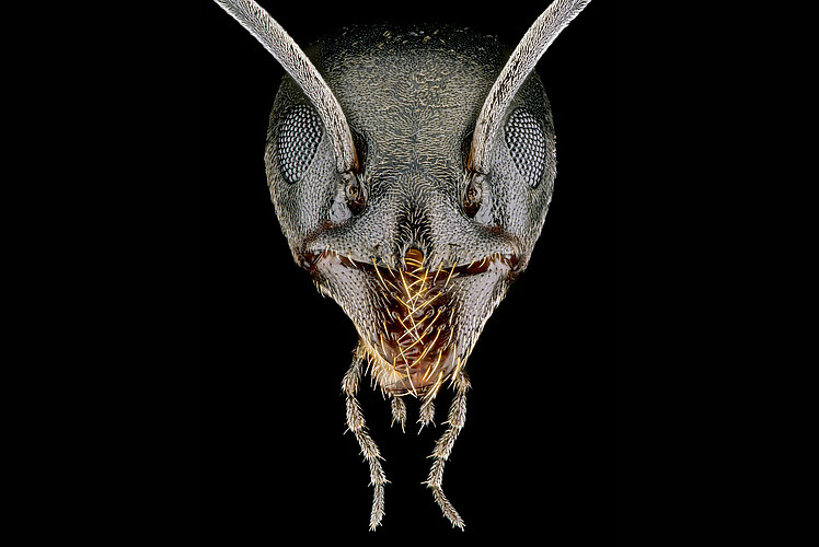 cf. magnum