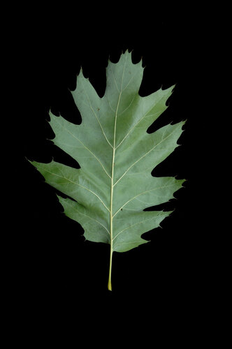 rubra
