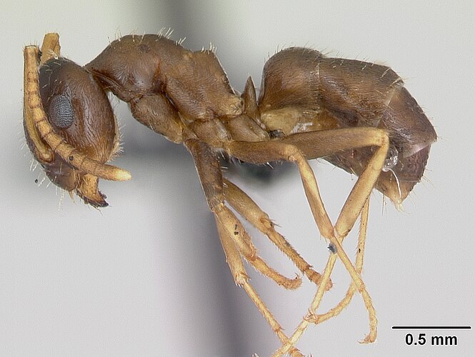 neglectus