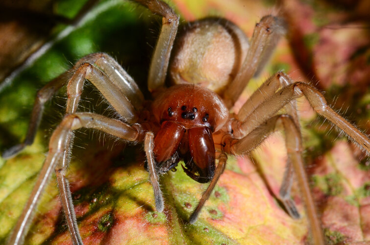 punctorium