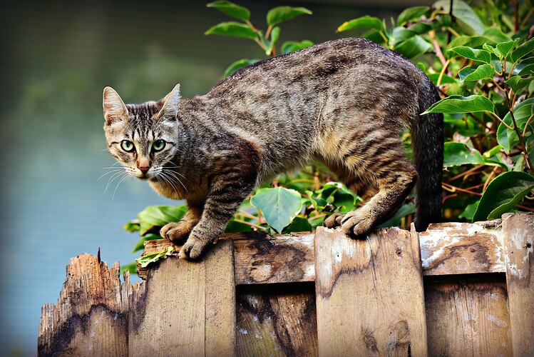 catus