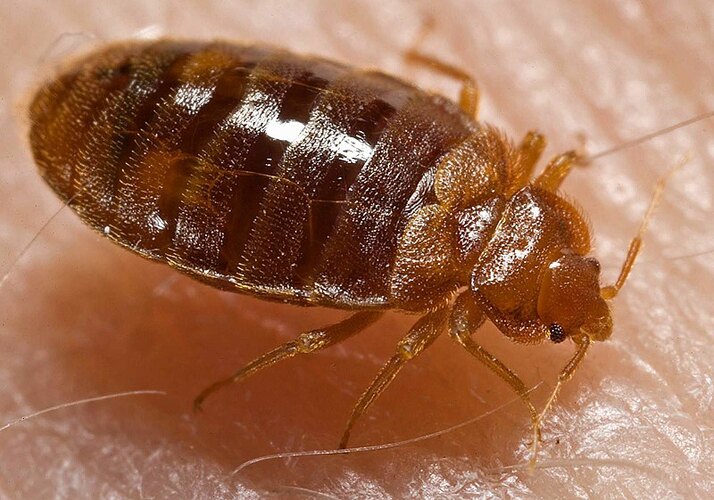 lectularius