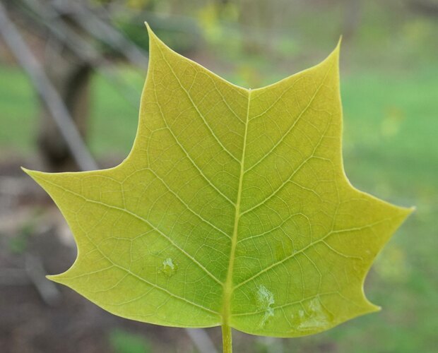 tulipifera