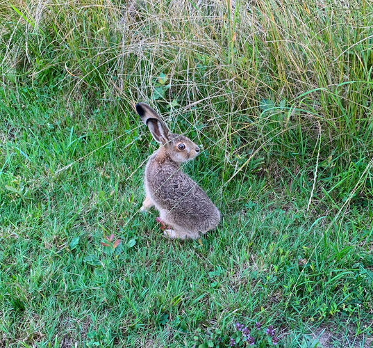 europaeus