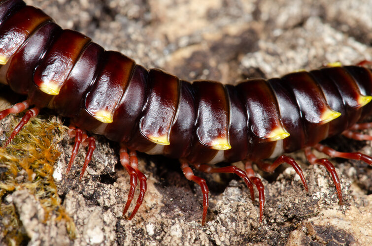 riparius (cf.)