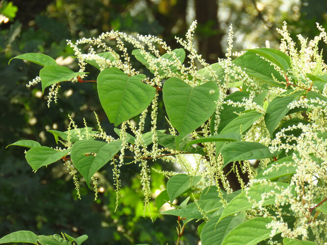japonica