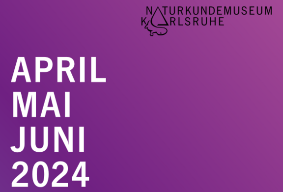 Grafik: Ausschnitt aus dem Deckblatt des aktuellen Veranstaltungsprogramms mit dem Schriftzug "April, Mai, Juni 2024" und dem Logo des Naturkundemuseums Karlsruhe