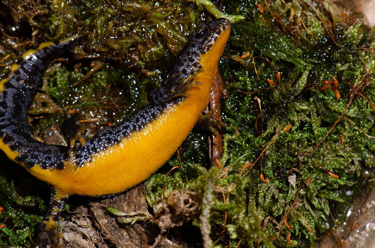 alpestris