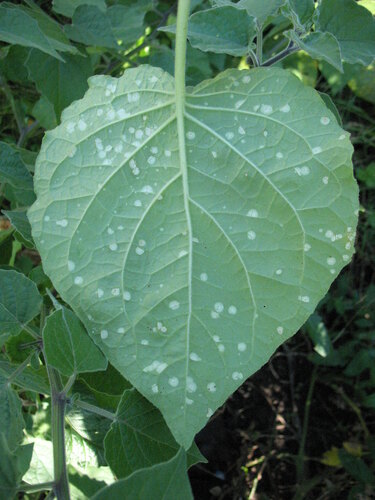 australe