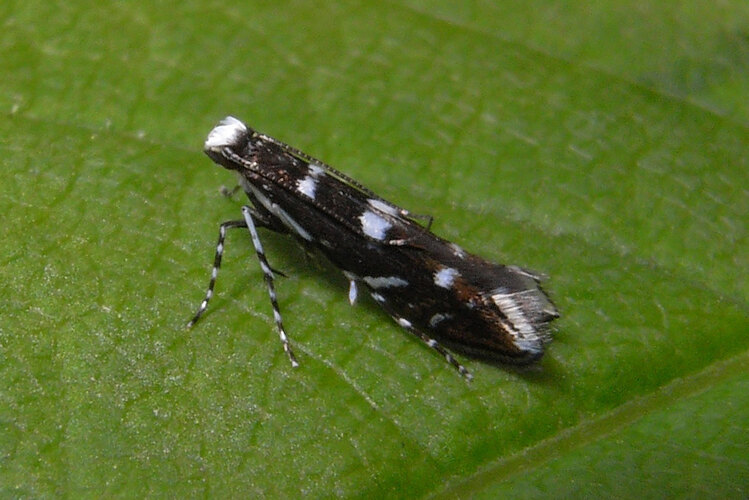 robiniella