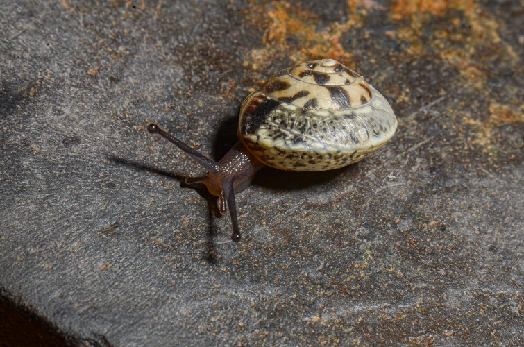 cinctella